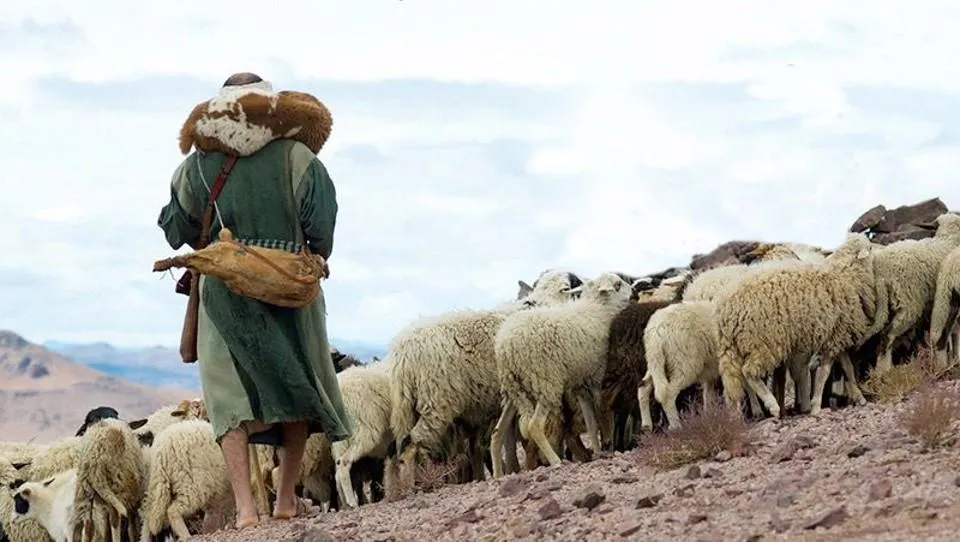 Shepherd and his sheep