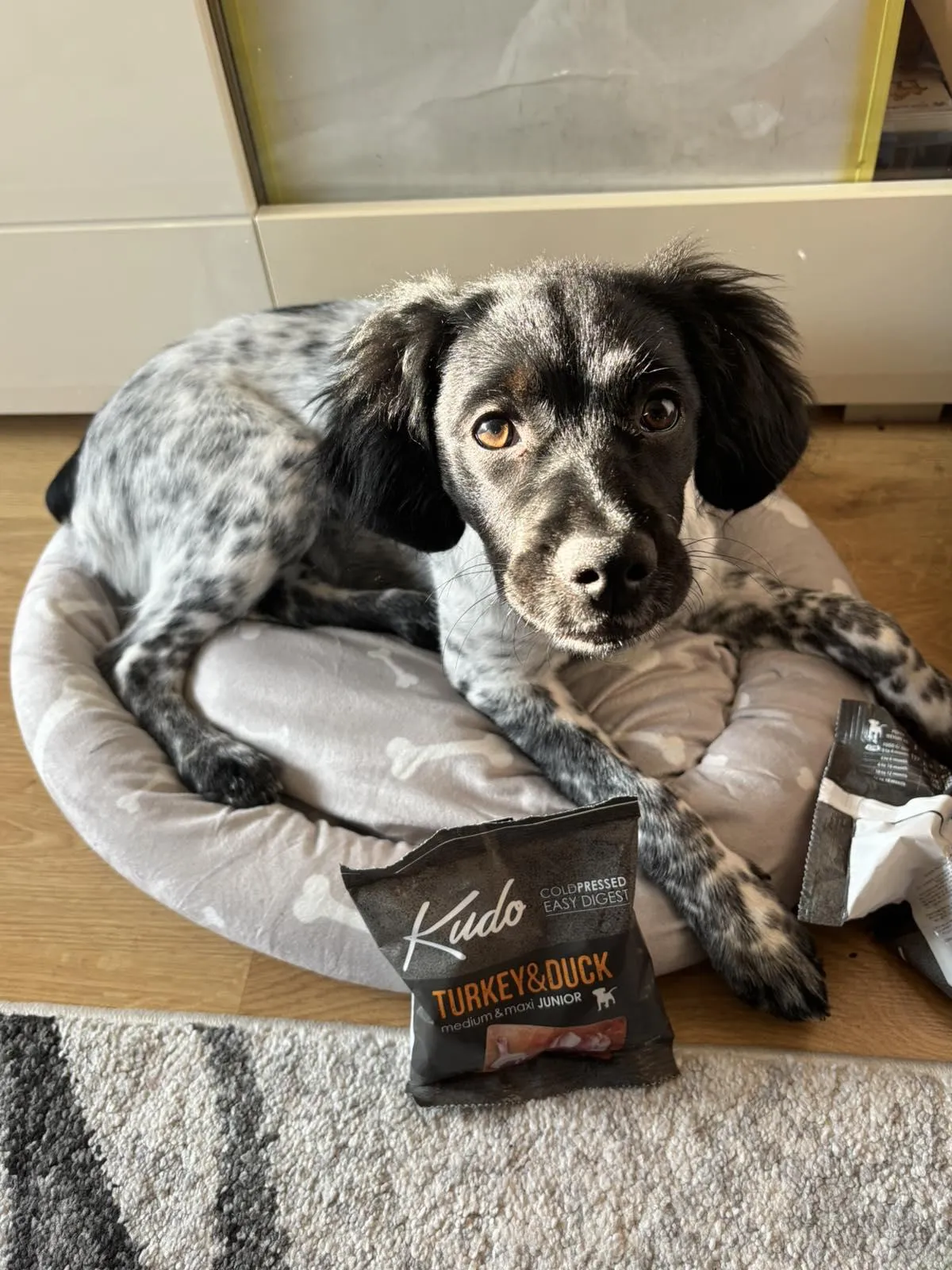 archie-with--kudo-turkey-duck