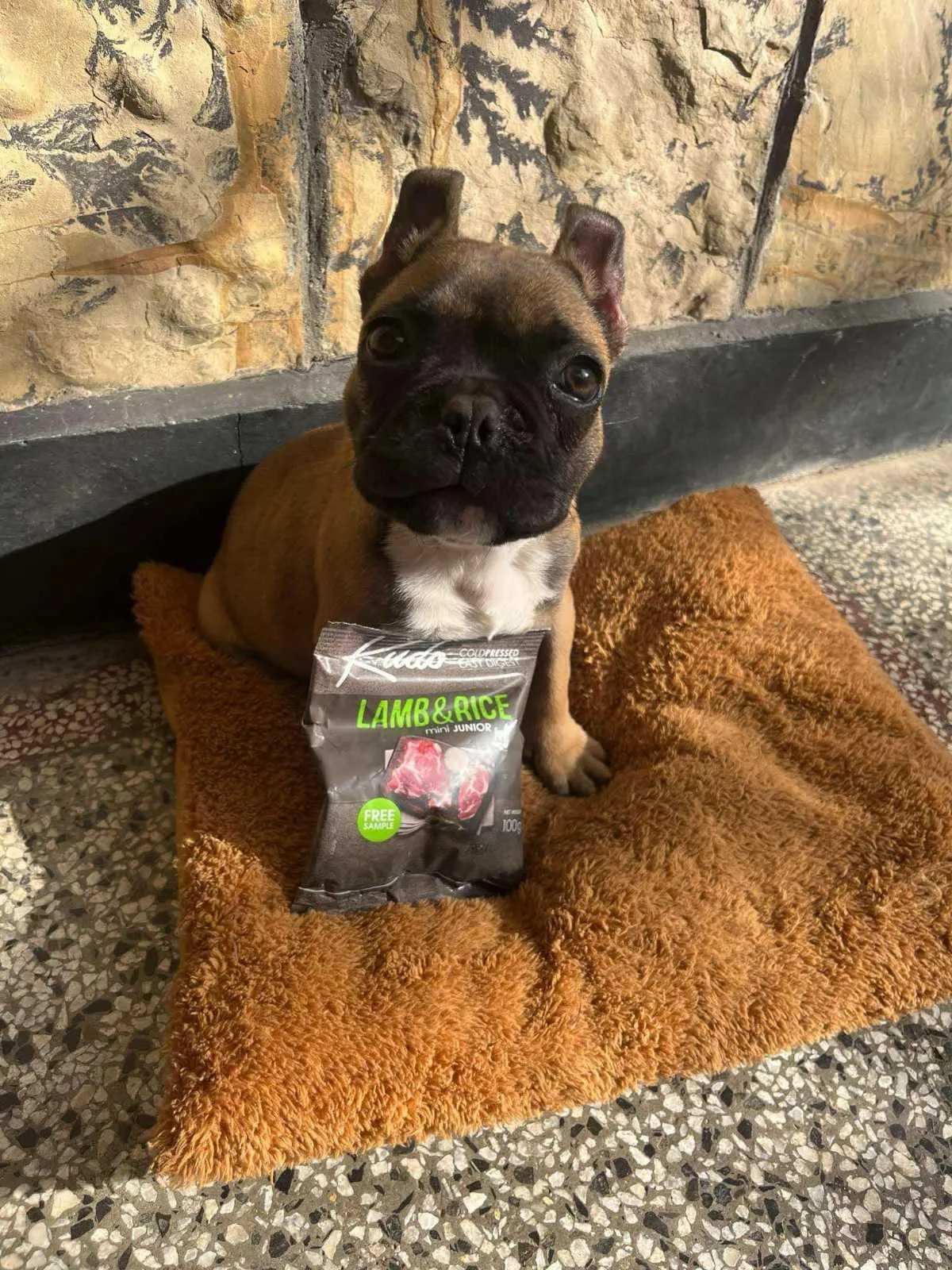 french-buldog-kudo-lamb