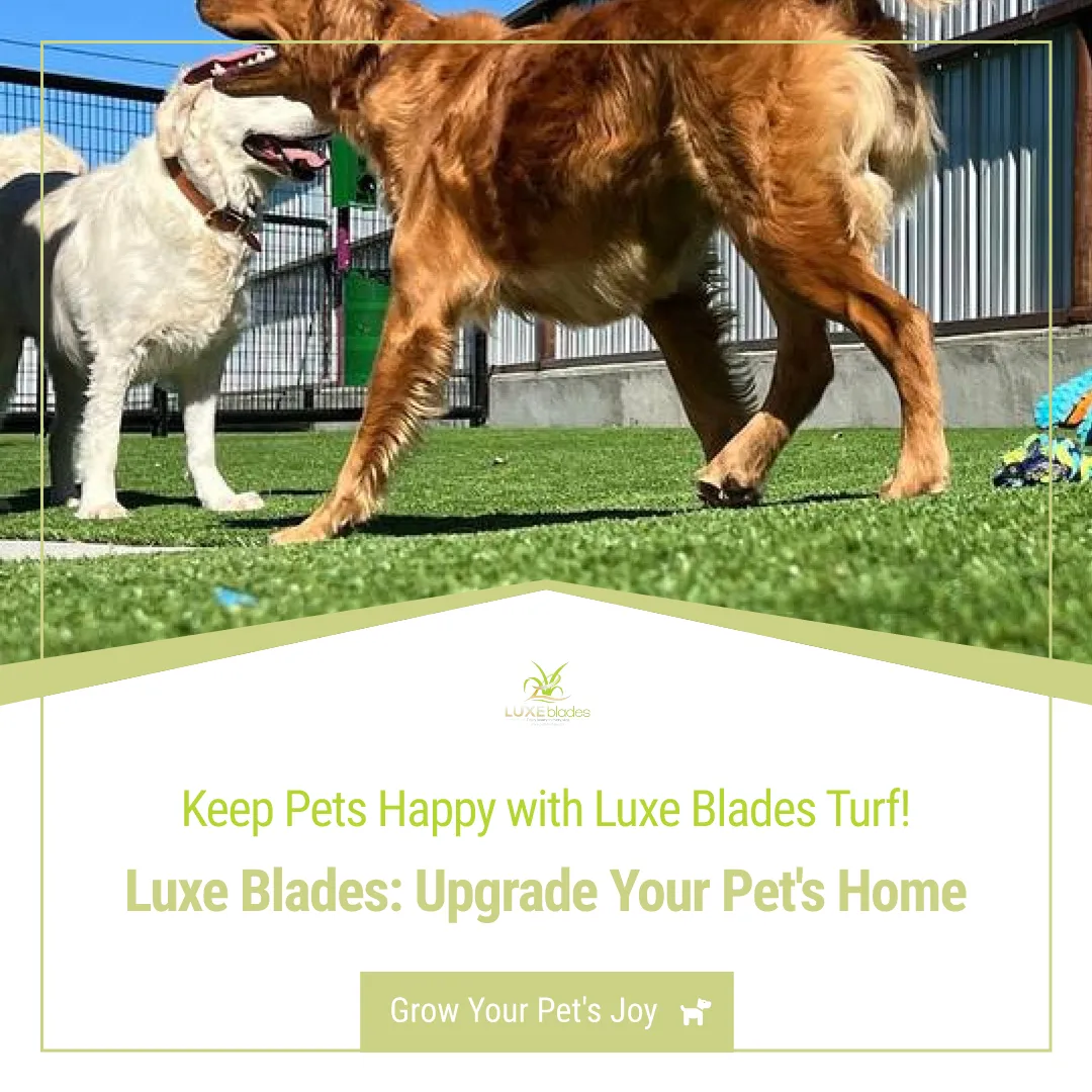 Turf And Dogs