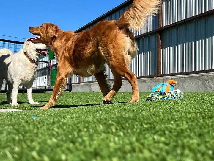 Artificial Turf For Pets