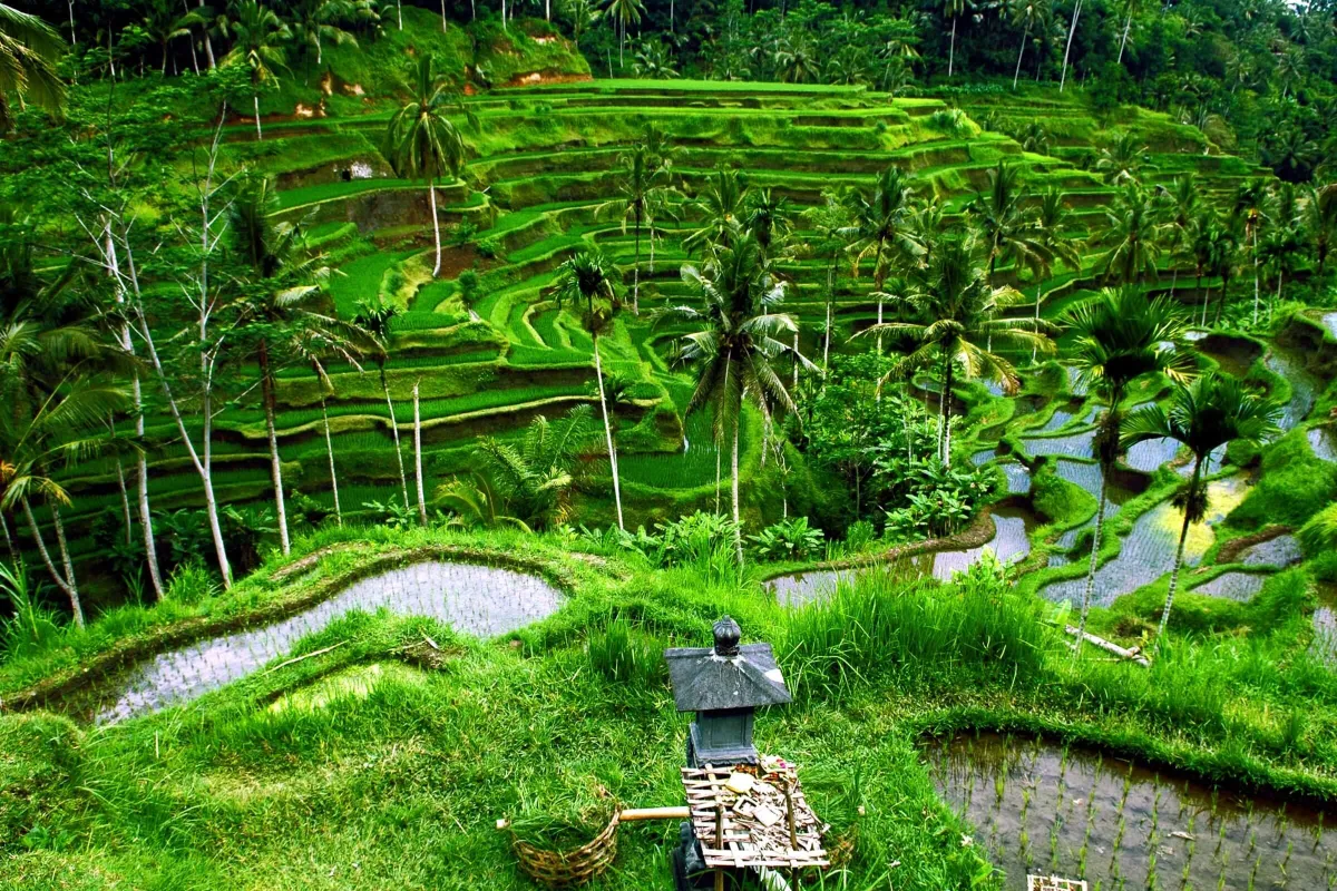 Discover Sustainable Living and Eco-Friendly Real Estate in Bali