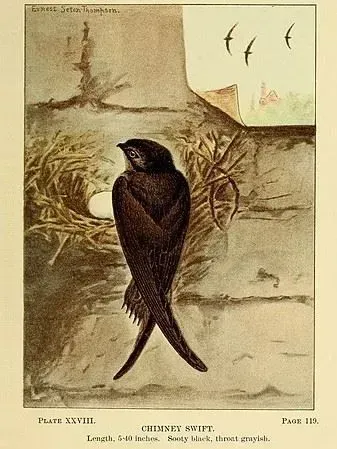Chimney Sweep Bird