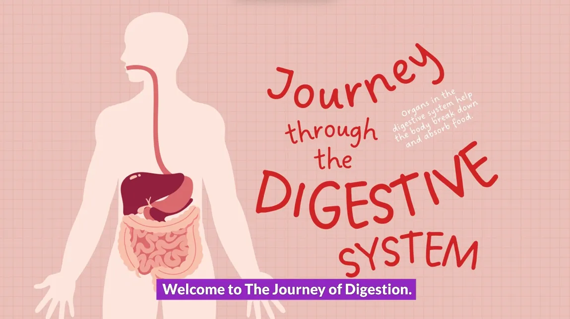Digestive Graphic Image