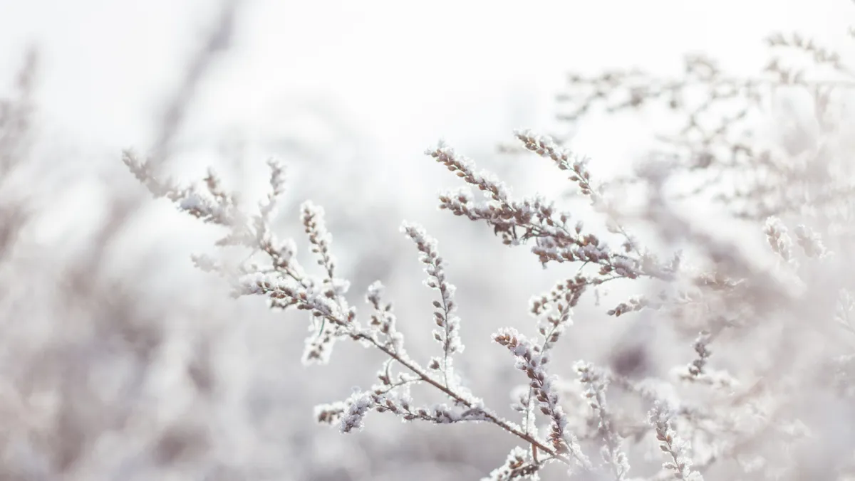 A Gentle Pause: Why the Week Before Christmas Feels Different in Grand Rapids