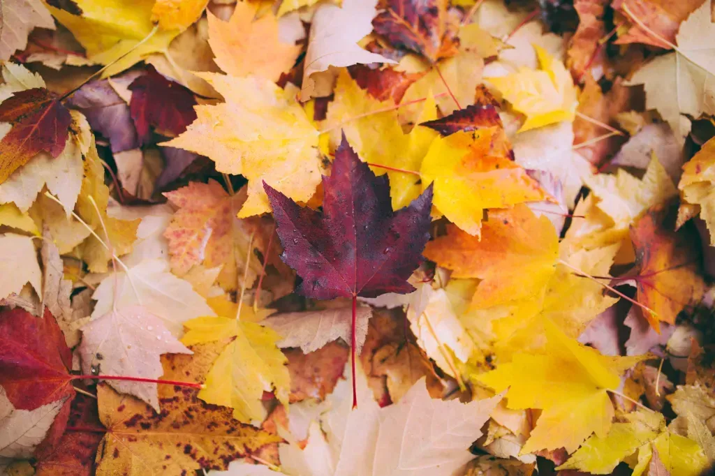 fall foliage leaves on the ground on top of other piled leaves 