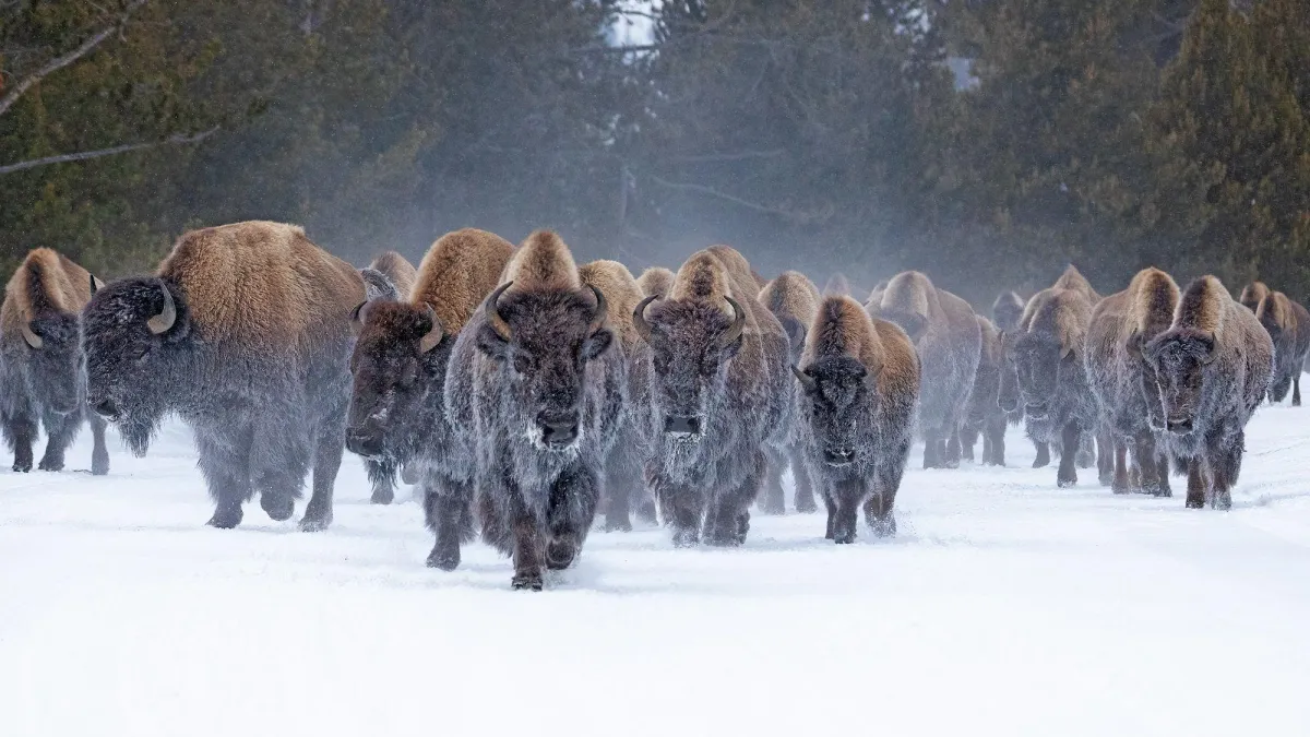 Lead Like a Buffalo: Harnessing Emotional Mastery to Overcome Challenges