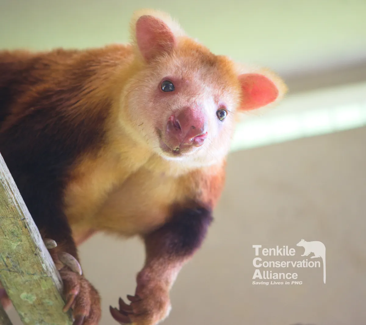 Operational Support and Impact Reporting for Tenkile Conservation Alliance