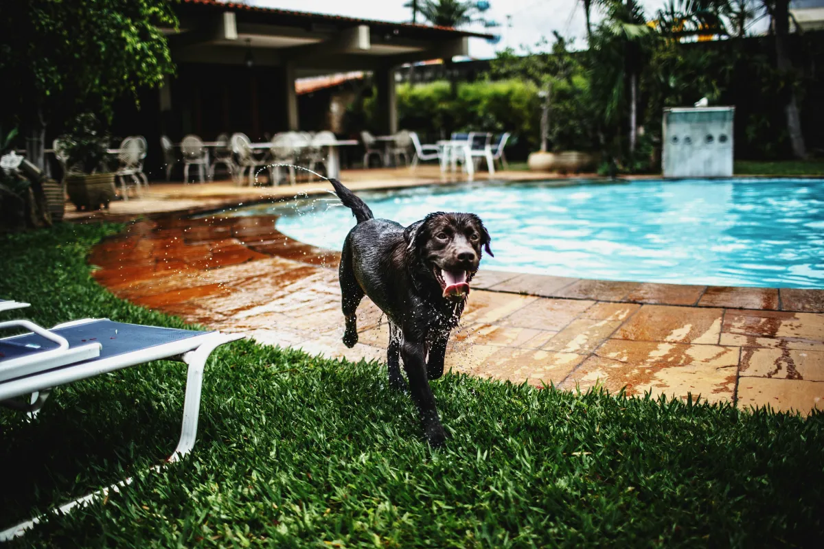 Dog Boarding in Summerlin, Las Vegas: What Every Pet Owner Needs to Know