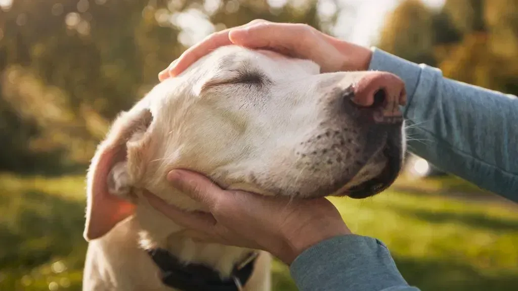 Preparing Your Dog for Boarding in Las Vegas: A Checklist for Pet Owners