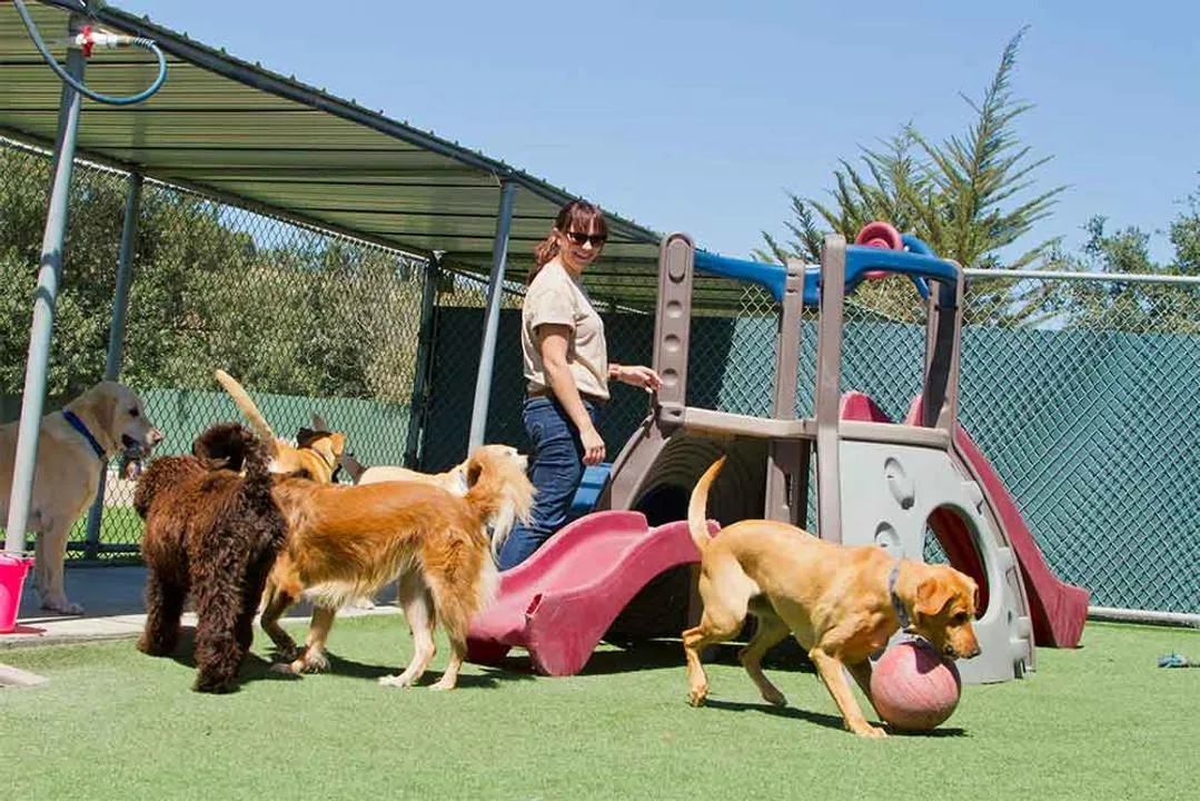 How to Read Reviews for Pet Daycare Centers in Las Vegas