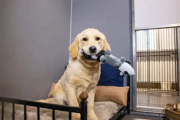 Pet-Friendly Hotels vs. Pet Daycare: What’s Best for Your Pet in Las Vegas?