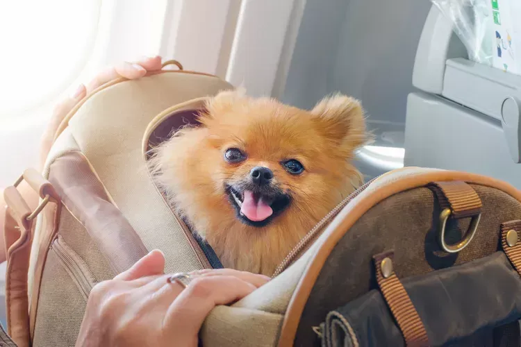 Dog Boarding Policies