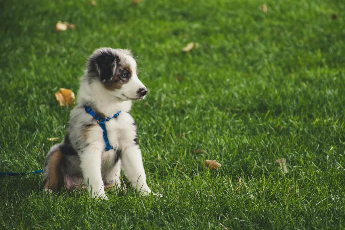 Pet Daycare for Puppies in Las Vegas: What to Consider