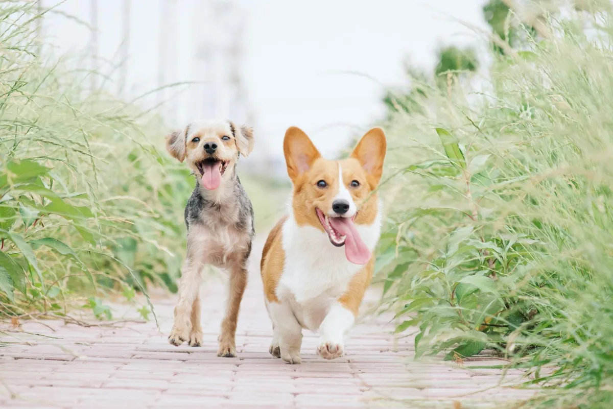 Dog Boarding Kennels in Las Vegas, NV