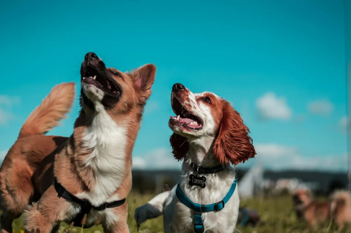 Top Pet Daycare Chains in Las Vegas