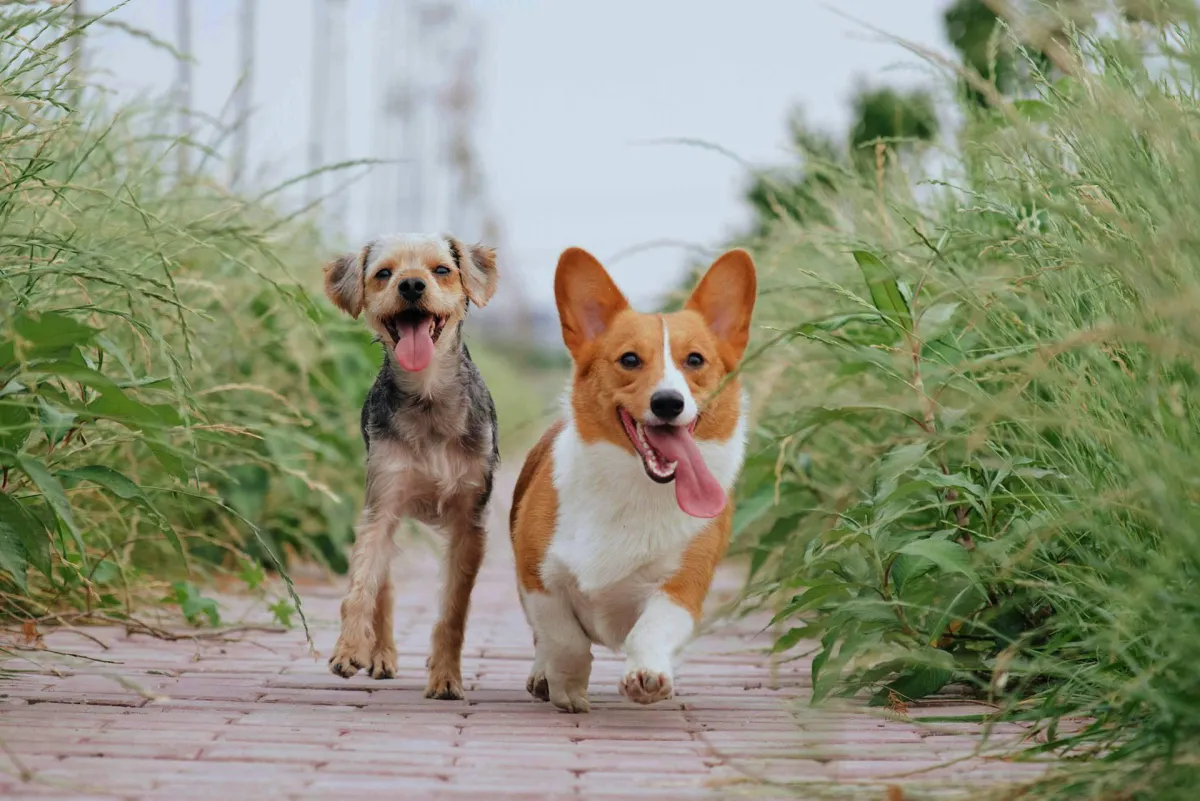 How Boarding and Daycare Staff Keep Pets Safe and Healthy