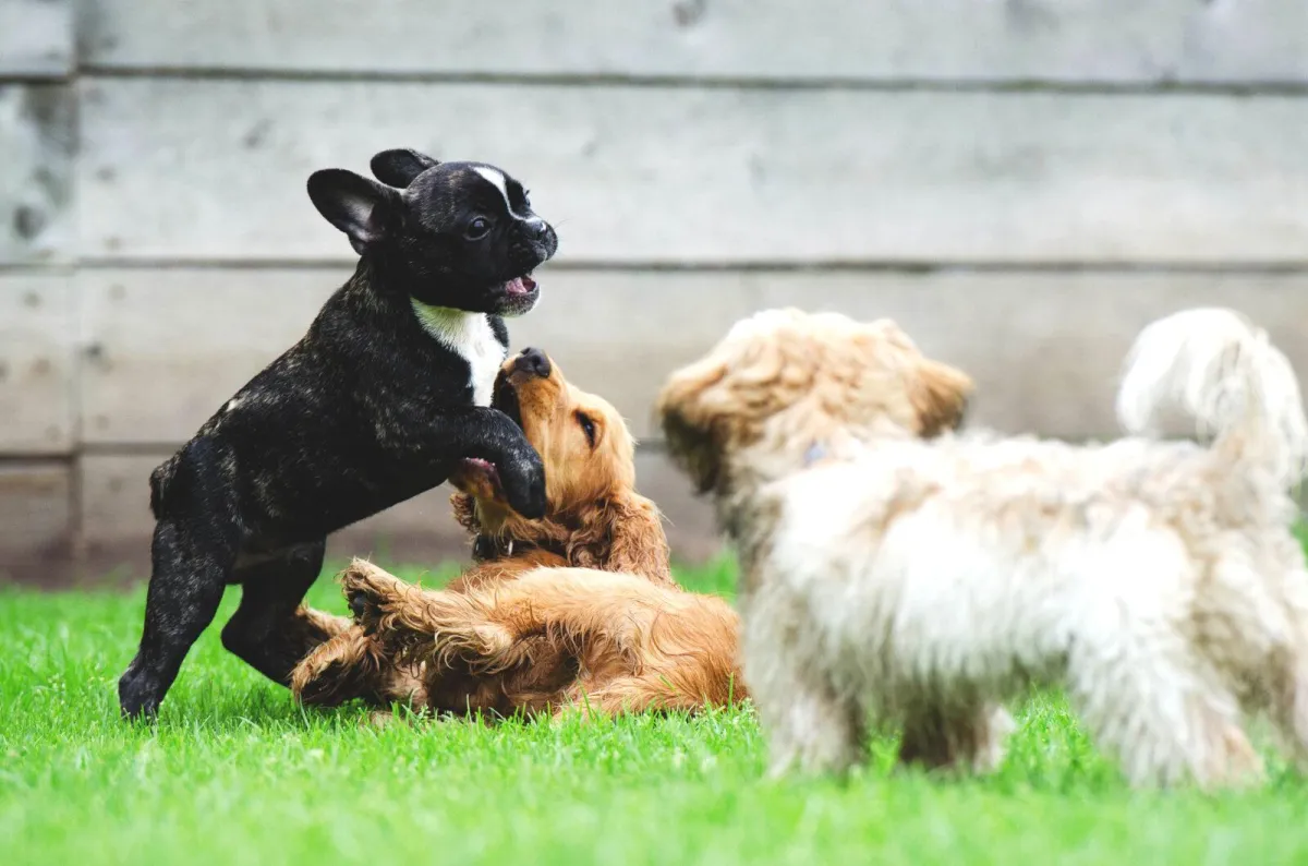 dogs playing at a dog boarding facility