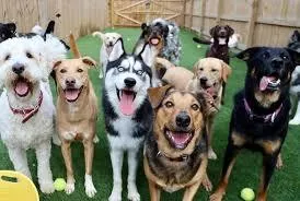 Best Pet Daycare Centers