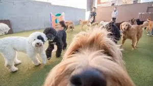 pet daycare