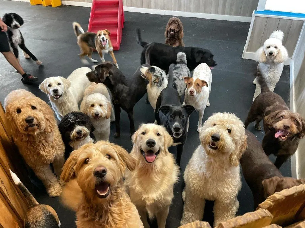 A dog boarding facility