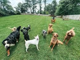 Dog Boarding in North Las Vegas — Your Complete Guide to Finding the Best Care for Your Dog