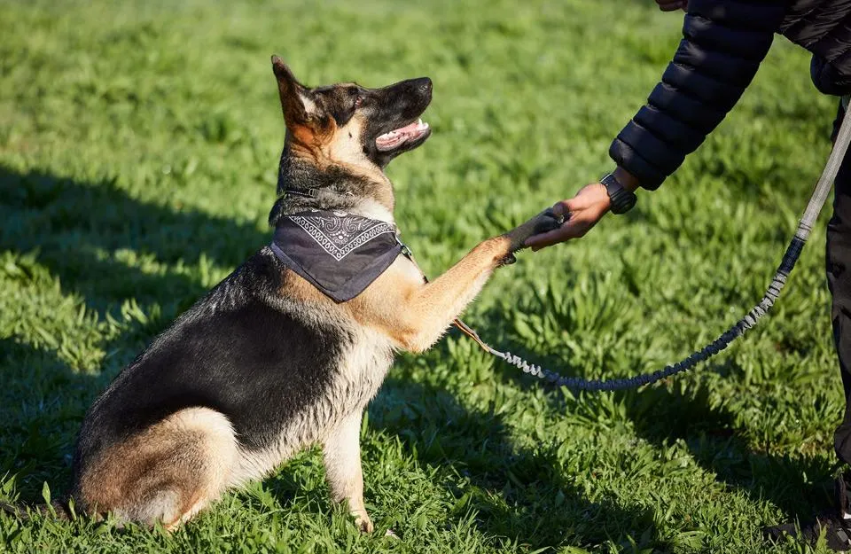 pet daycare with dog training