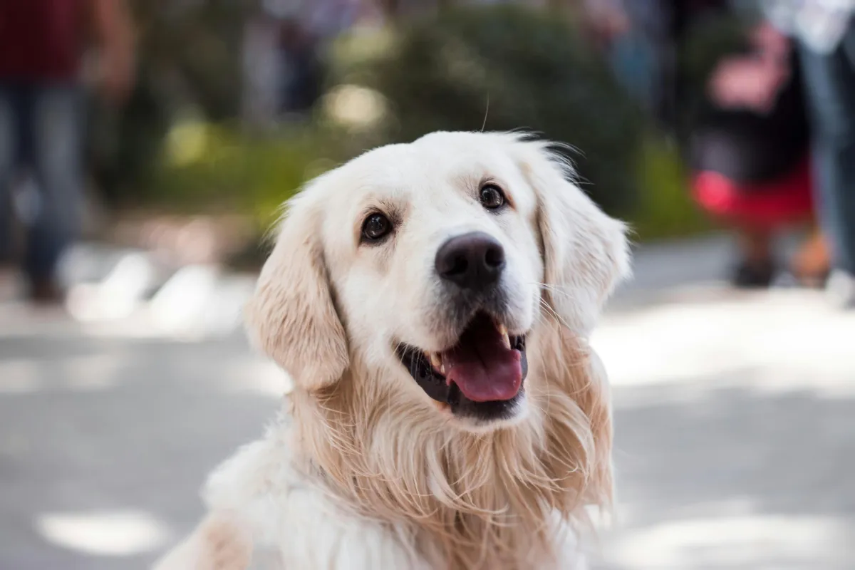 How to Ensure Your Dog is Happy While Boarding in Las Vegas
