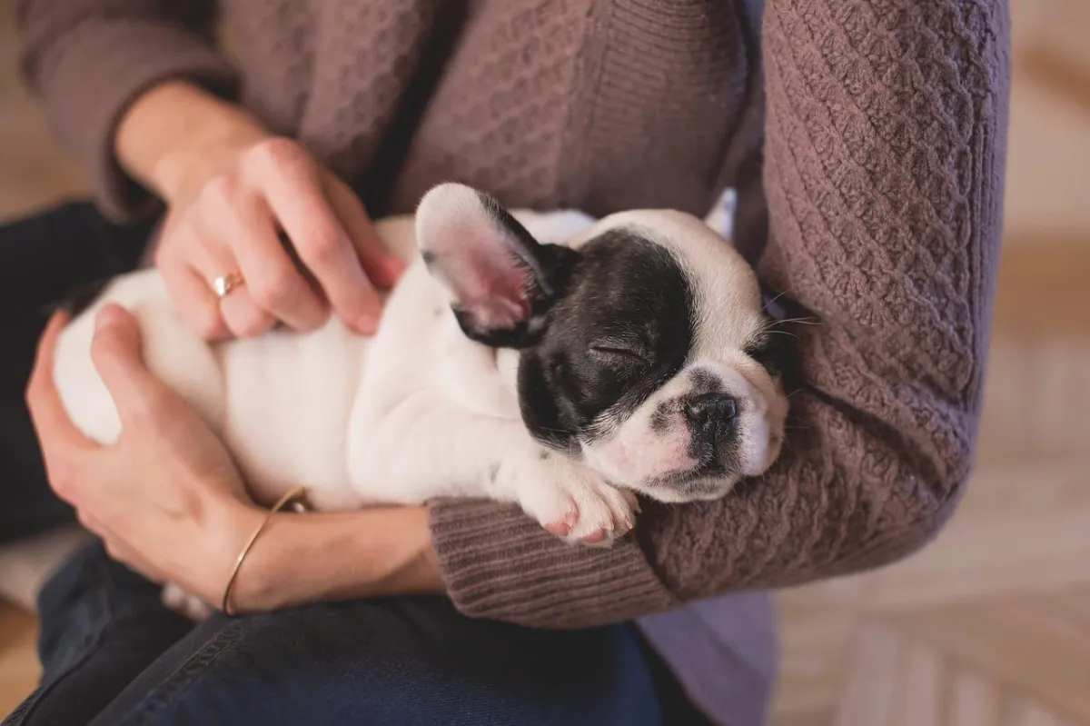 Dog Boarding for Puppies in Las Vegas: What to Consider