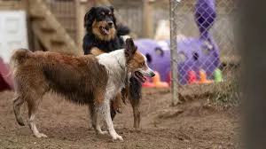 How to Transition Your Pet to a New Pet Daycare Facility in Las Vegas