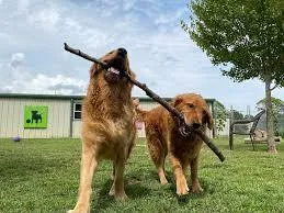 Dog Boarding and Grooming Services in Las Vegas