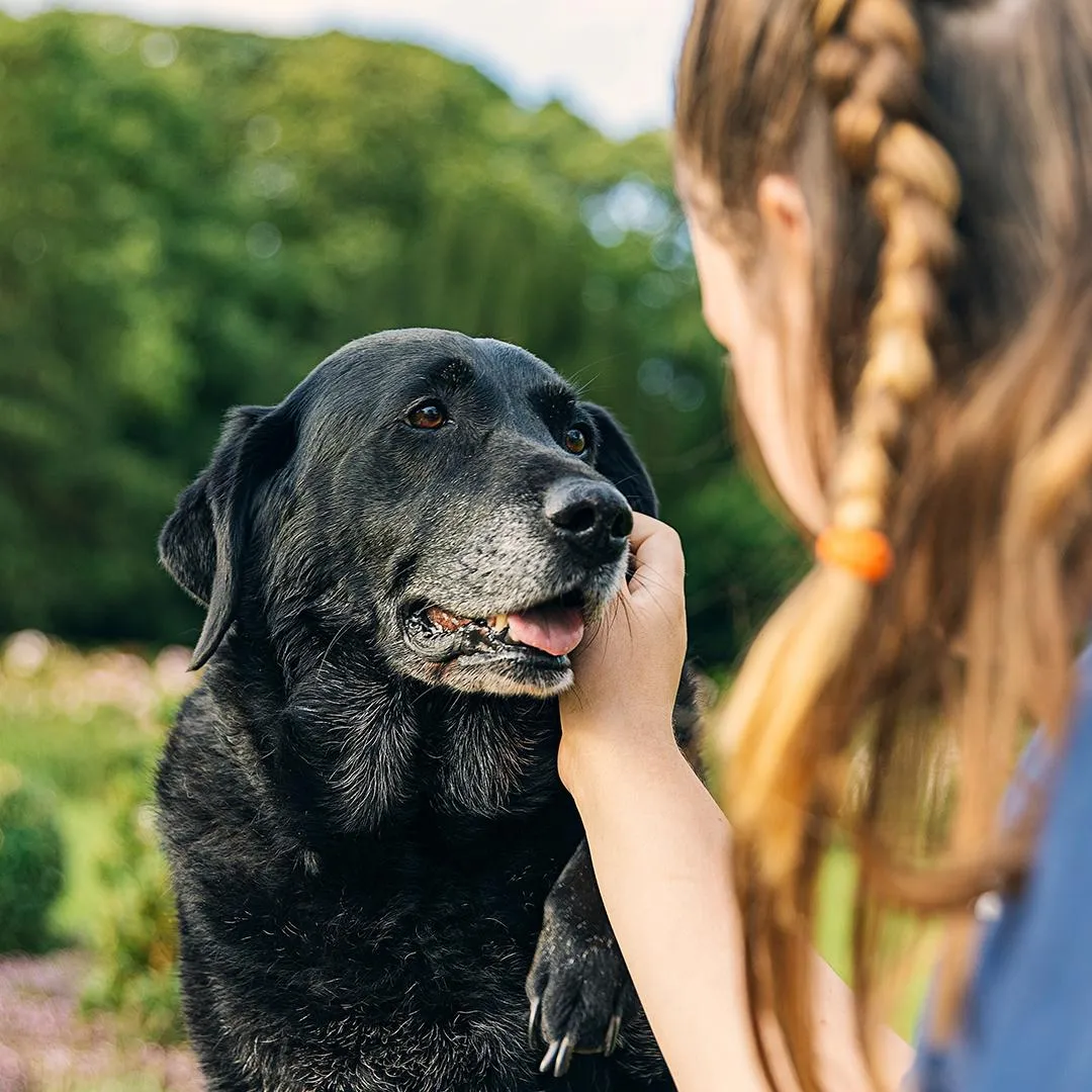 Specialized Pet Daycare for Senior Pets in Las Vegas