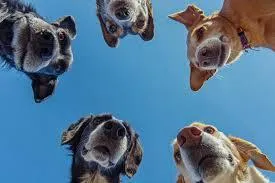 Pet Daycare in North Las Vegas