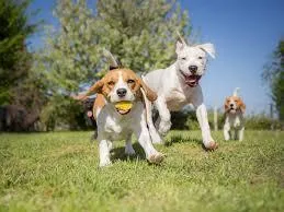 Top Pet Daycare Services in Summerlin, Las Vegas