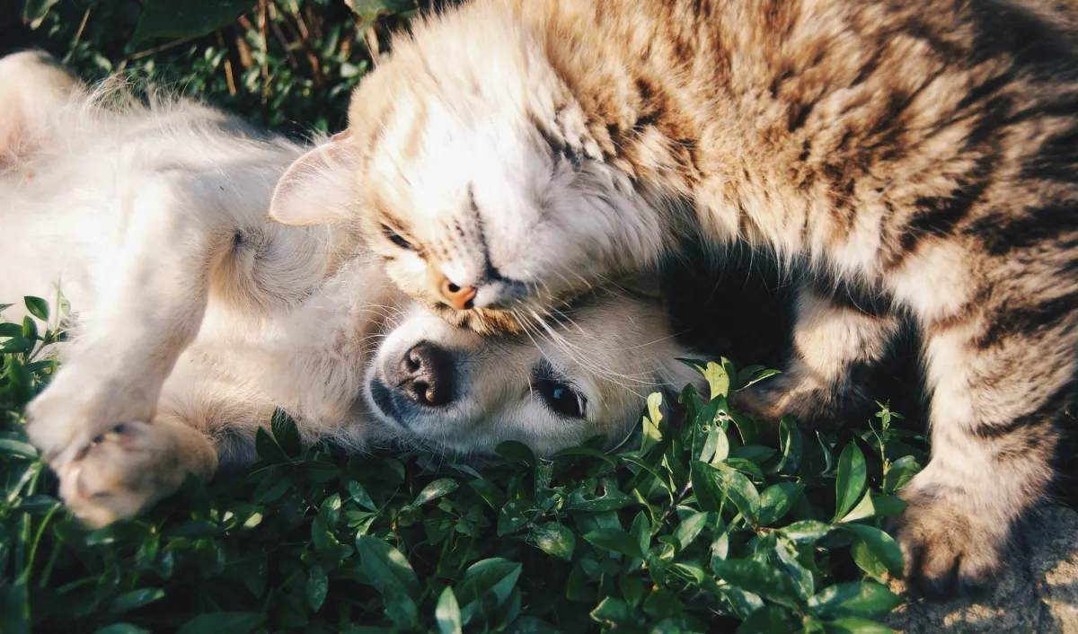 How to Find Last-Minute Pet Daycare in Las Vegas