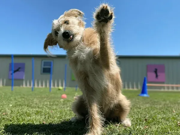 The Best Dog Boarding in Las Vegas