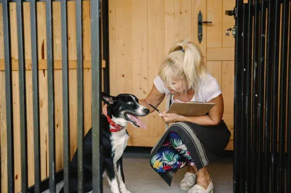 Dog Boarding in Las Vegas, NV: How to Choose the Right Place for Your Pup