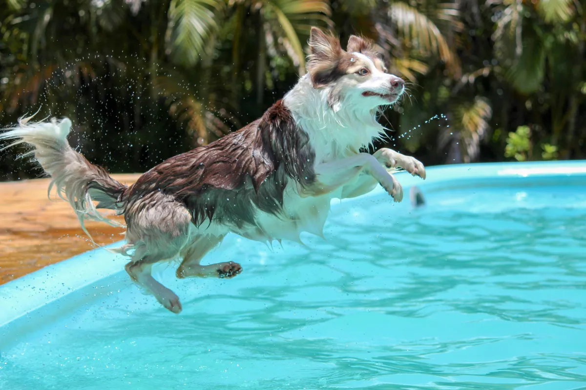 The Best Pet Daycare Centers with Pool Access in Las Vegas