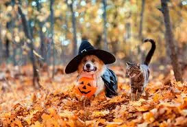 8 Tips for a Dog-Friendly Halloween