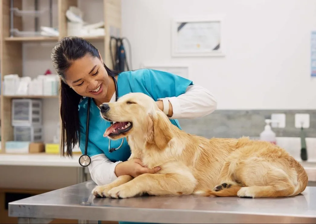 A veterinarian with a dog