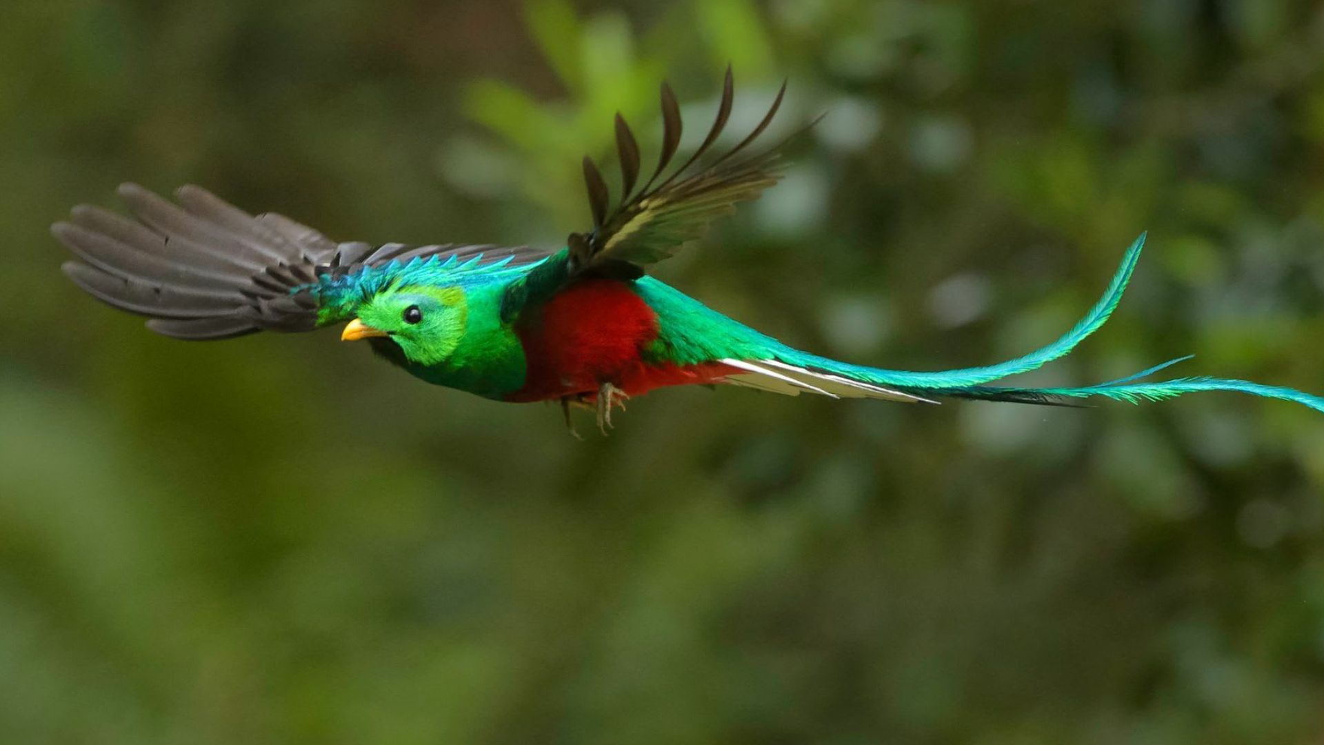 WILD 28 and the Quetzal