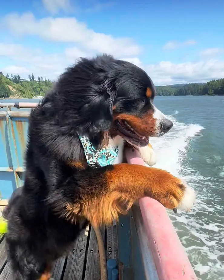 A Guide to Dog-Friendly Newport