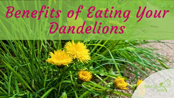 Benefits of Eating Your Dandelions