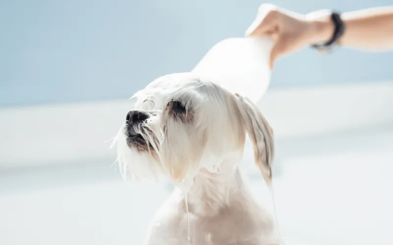 Bathing Routine for a Maltese Dog