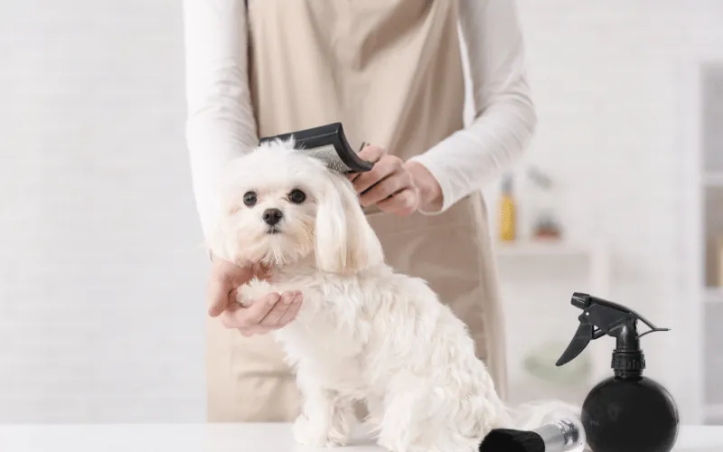 Daily Brushing Routine for a Maltese Dog (Prevent Mats & Knots)