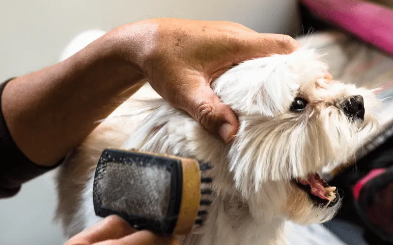 Daily Grooming Routine for Maltese Dogs: A Step-by-Step Guide | Maltese Dog Care