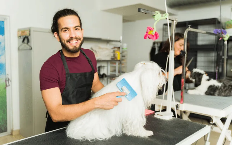 How to Prevent Matting in Maltese Dogs (Daily Grooming Tips That Work)