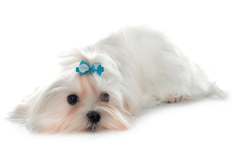 Daily Eye Care and Tear Stain Routine for Maltese Dogs