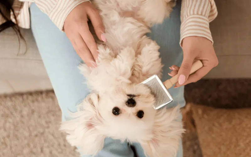 Morning vs Evening Grooming Routines for Maltese Dogs