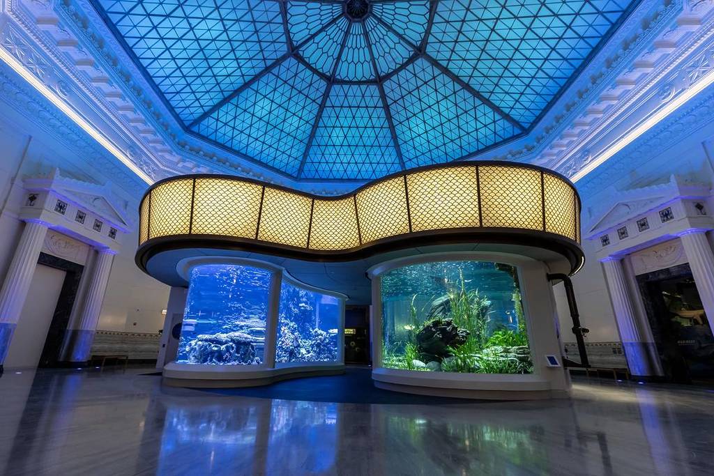 Dive Into Wonder at Shedd Aquarium – Chicago